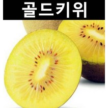 골드키위 키1.5m(분) 1개/나무 묘목/과실수/유실수