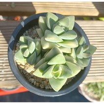 늘꽃다육 기천금. 안전배송. 키우기쉬운국민다육 다육식물 다육 다육이 화분