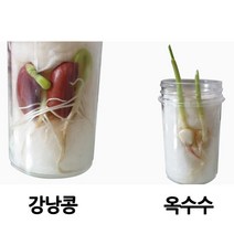 여러 가지 식물의 한살이(5인)-JHY