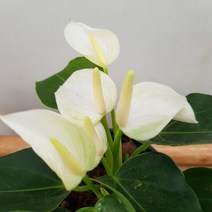 [용이네 화원] 하얀 꽃이 피는 안시리움 Small white 140 농원