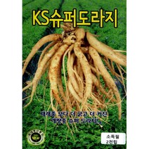 (씨앗) 슈퍼도라지 - 더 굵고 더 커진 개량종 - 빨리 성장하는 도라지 씨앗 종자 - 소포장 - 2천립