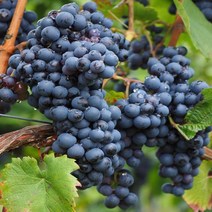 [라이브묘목농원] 머루포도 모종 독일왕머루나무 포트묘목 과수, 1개