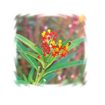 꽃씨 아스크레피아스(금관화)-레드버터플라이 80립 K209