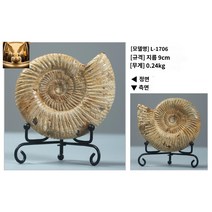 수집 표본 대형 고대 테이블 장식품 화석 전시용 암모나이트, 잉크블루 (L-1706)