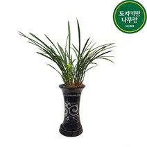 도자기랑나무랑 서양란 동양란 승진 영진 취임 오픈 결혼축하화분 개업난 선물, 철골금기 동양난 DS-259, 1개