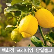 도봉물산특가_[국내산] 가락청과네 레몬 500g 레몬청만들기 레몬효능 주스, 1, 본상품선택