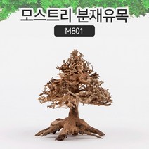 SM 프리미엄 베트남 분재유목 [M801]
