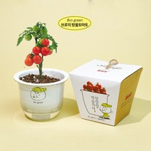 식물기르기 그린패밀리 브로의 방울토마토, 1개