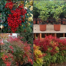 목하원예조경 남천나무 묘목 남천 (포트묘)