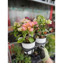 식공특가 무배특가 부겐베리아 중품 꽃색상 랜덤 40-60cm 169, 1개