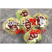 23년햇공주밤(대) 2kg ~8kg (9월4일 부터 순차 발송), 1개, 8kg
