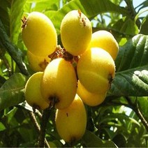 순희농장 비파나무묘목 비파묘목 비파나무 비파열매 비파잎 60센치전후, 1개