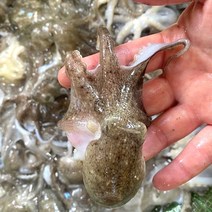 [요리하는남자들] 태안 신진도 생물 활 쭈꾸미 주꾸미 1kg 10-15미 내외