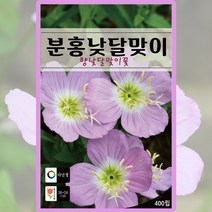 분홍낮달맞이 씨앗 향낮달맞이꽃 씨 종자 400립, 1개