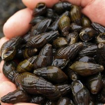 [2023 햇 다슬기 드디어 오픈!]섬진강 자연산 생다슬기 깐다슬기 골라담기, 생 다슬기 1kg