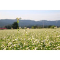 메밀 씨앗 1kg 녹화및 조경용 종자(PK), 1개