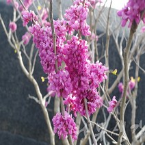 충주원예조경/박태기나무/1.2m/개화주/10주, 주