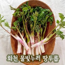 (인빌푸드)화천 물빛누리 땅두릅 2kg, 단품