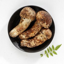 송이버섯 자연산 송이 2023년 생송이버섯 추석부모님 자연 선물, 특등급 250g