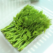 [[당일수확]] 자연산 여름 생 두릅 1kg 국산 무주 고산지 산지직송 제철 봄 나물 신선한 두룹 미인두릅 산나물 반찬 무침, 1개