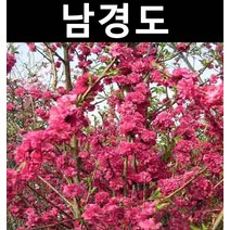 남경화/남경도(색상랜덤) 접목3년 개화주(분) 나무 묘목 1개/정원/공원/조경수