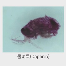 벼룩 3종 곤충관찰용 현미경프레파라트 표본샘플 영재고학 연구활동 엄마표 세포 표분
