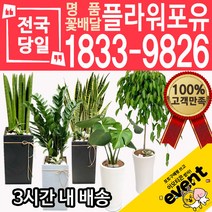 개업축하화분배달 금전수 돈나무 산세베리아 극락조 뱅갈고무나무 해피트리 행운목 녹보수 크로톤 스투키 개업식 개업선물 집들이 거실화분, (선택28)녹보수