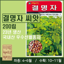 23년생산 국내산 결명자 씨앗 200립- cassia seeds