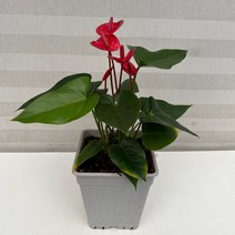 [다은꽃농원]안시리움(아가씨) 안수리움 키우기쉬운 실내공기정화식물 유해물질 제거 인테리어