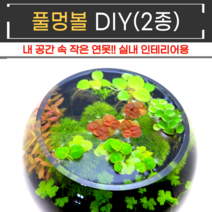 비바소녀 무환수 무여과 내 공간 작은연못 풀멍볼 어항수초 DIY 2종 테라리움 베타 구피 새우 crs, Type1, 비바세트(9촉)