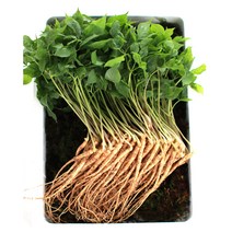 청춘농원 산양새싹인삼, 1개, 미니 100뿌리