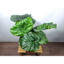 [나랑너랑꽃]휘커스 - 움베르타 (15cm 포트)