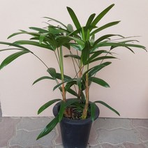 관음죽(M7) 2021 새상품