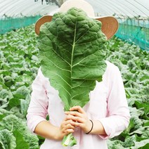 FRESH 새벽에 수확한 국내산 유기농 무농약 케일 신선초 샐러리 생 파슬리, 유기농케일 500g, 1박스