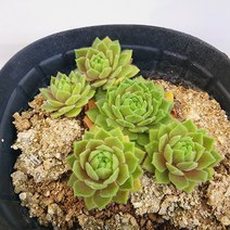 꽃나무팜 (5개한세트) 익소르나바위솔 월동다육이 국민다육 반려식물 선별배송 다육이키우기 키우기쉬운식물