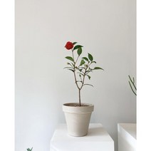 겨울꽃 나무 서향 블랙로즈 동백나무 노지 월동 키우기, 기본토분(베이지), 대형