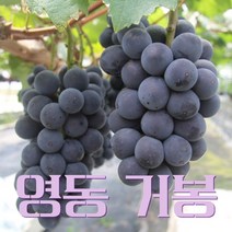 고당도 영동 거봉 포도 당도선별, 1개, 영동거봉 2kg 4~5수