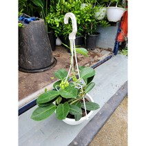 마다가스카르 자스민 행잉 중품 40~60cm 125, 1개