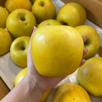 산지직송 시나노골드 황금사과 고당도 꿀사과 경북 청송 안동, 가정용 황금사과, 5kg 꼬마과 (25-28과)