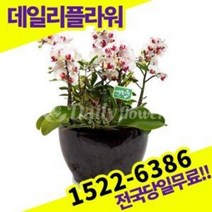 리틀잼 서양란 난 호접란 개업화분 승진축하 난배달