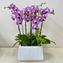 루아데코 서울경기---농장직영배송 **퀵무료배송**발령인사꽃리본 생신화분문구 취임축하문구, 1.화이트