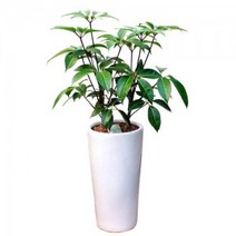 홍콩대엽 (GN_1052)[개업화분/축하/사무실이전]