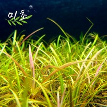 [미초] 테네루스 sp. 레드 수초 5뿌리 & 10뿌리 / 전경수초 / 초보자 수초 / 어항 수초