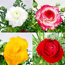 꽃나무팜 (5개한세트) 라넌큘러스 소품 나낭크러스 러넌큘러스 꽃식물 생화 봄꽃 야생화 색상랜덤