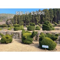 [풍성묘목농원] 꽝꽝나무 10개묶음 40cm 특묘 재배농원직송 상록수 조경수 정원수 관상수 생울타리 토피어리, 꽝꽝나무 40cm 특묘 10주, 10개