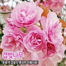 수양겹벚나무 겹볒나무 왕벚나무 황금겹벚나무 애가벚나무 운용벚나무 접목 1년생