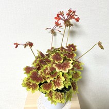 벤쿠버제라늄 단풍제라늄 모기퇴치식물, 1개