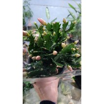 게발선인장 자몽오렌지 0012 꽃주렁주렁