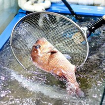 국내산 생물 손질 참돔 구이 찜 1.5kg 당일손질 발송, 원물 1.5kg (손질후 900g 내외), 1개