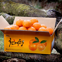 [흑토농원] 산지직송 제주 천혜향 가정용 벌크박스 3kg 4.5kg 9kg / 천혜향 레드향 한라봉, 천혜향 4.5kg, 꼬마소과 (27-34과)